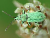Phyllobius maculicornis