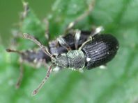 Phyllobius viridicollis