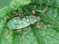 Phyllobius pomaceus