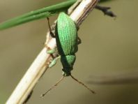 Phyllobius maculicornis