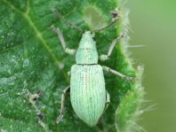 Phyllobius