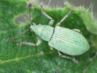Phyllobius
