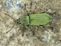 Phyllobius maculicornis