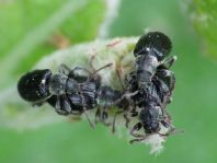 Phyllobius viridicollis