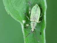 Phyllobius maculicornis