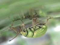 Phyllobius roboretanus