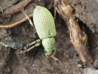Phyllobius roboretanus