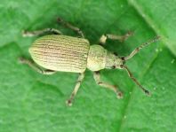 Phyllobius roboretanus