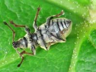 Phyllobius roboretanus