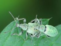 Phyllobius pomaceus