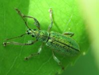 Phyllobius arborator