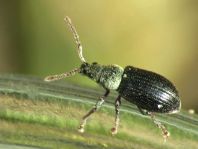 Phyllobius viridicollis