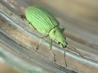 Phyllobius