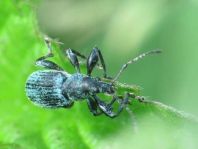 Phyllobius pomaceus