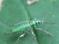 Phyllobius arborator
