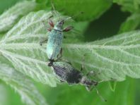 Phyllobius calcaratus