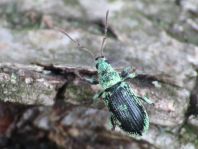 Phyllobius argentatus