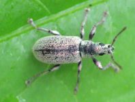 Phyllobius argentatus