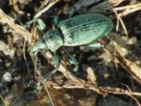 Phyllobius pomaceus