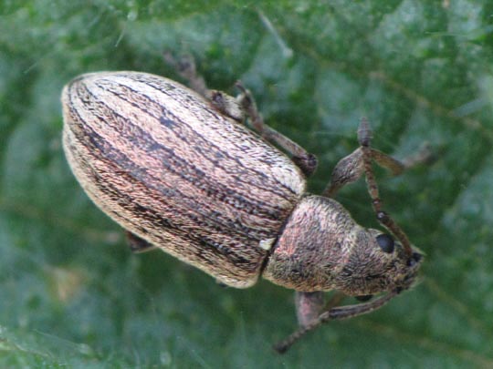 Phyllobius