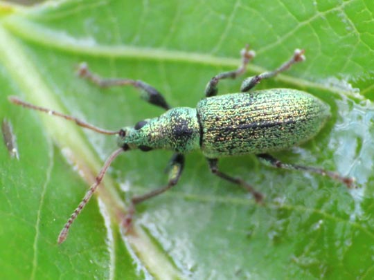 Phyllobius argentatus