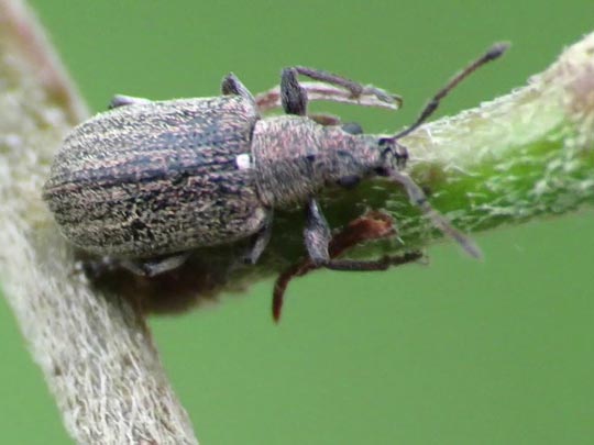 Phyllobius pyri