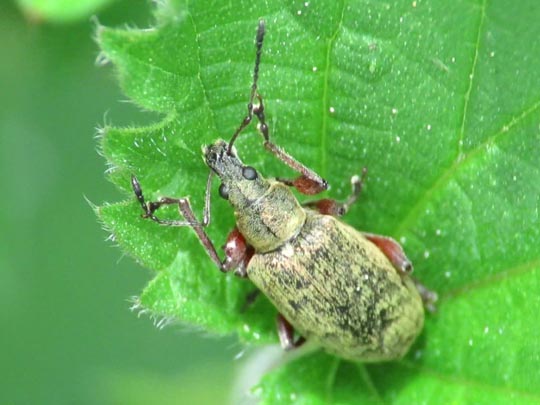 Phyllobius calcaratus