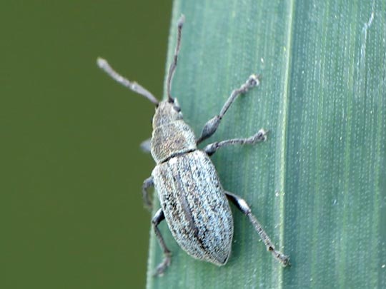 Phyllobius