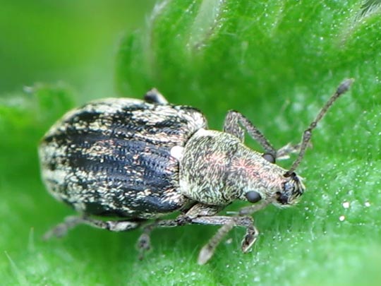 Phyllobius