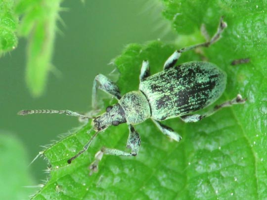 Phyllobius pomaceus