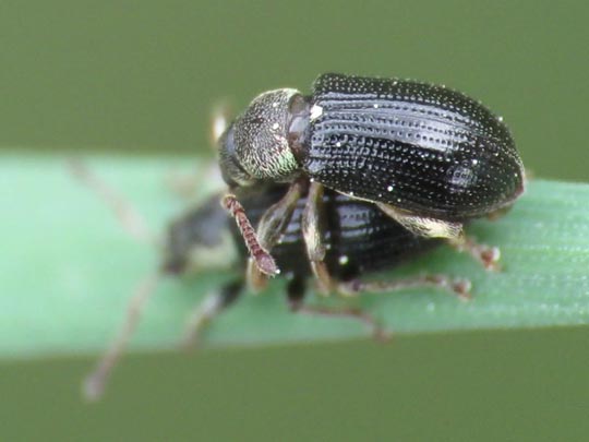 Phyllobius viridicollis