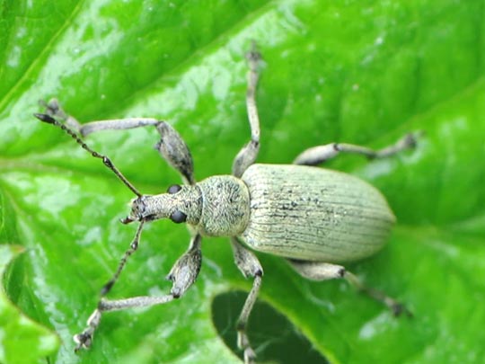 Phyllobius pomaceus