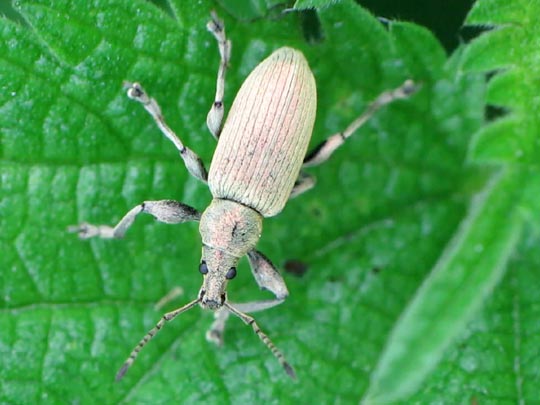 Phyllobius pomaceus