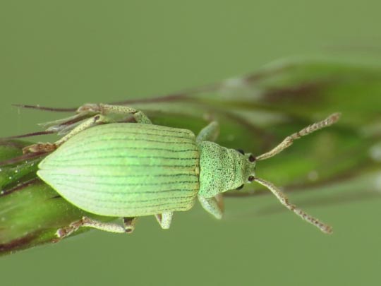 Phyllobius maculicornis
