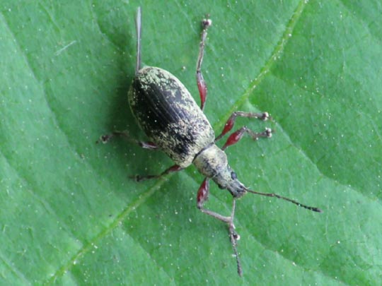 Phyllobius calcaratus
