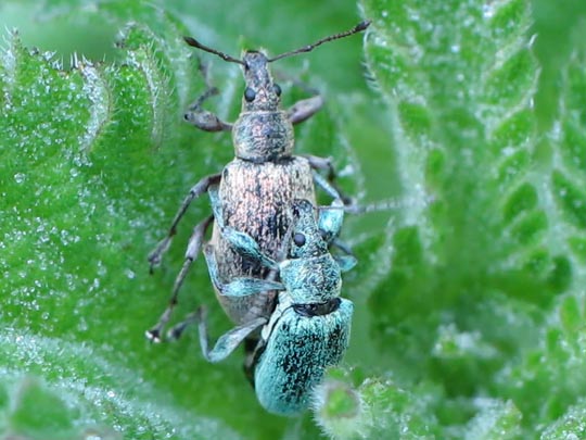 Phyllobius pomaceus