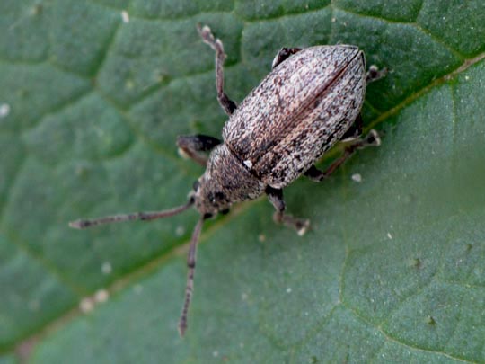 Phyllobius pyri