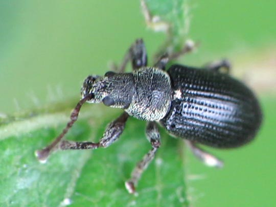 Phyllobius viridicollis