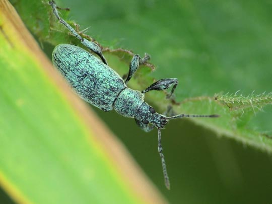 Phyllobius pomaceus