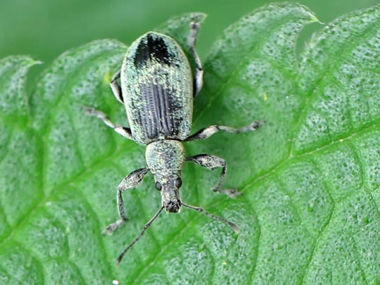 Phyllobius pomaceus