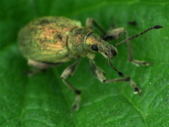 Rüsselkäfer, Curculionidae