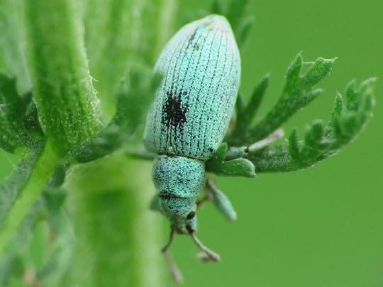 Phyllobius maculicornis
