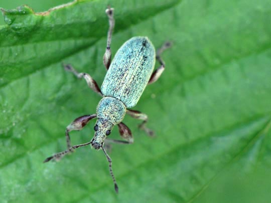Rüsselkäfer, Curculionidae