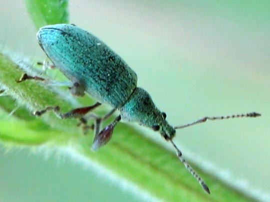 Phyllobius pomaceus