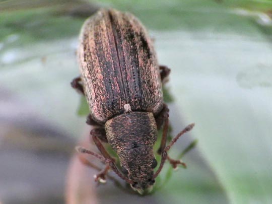 Phyllobius pyri