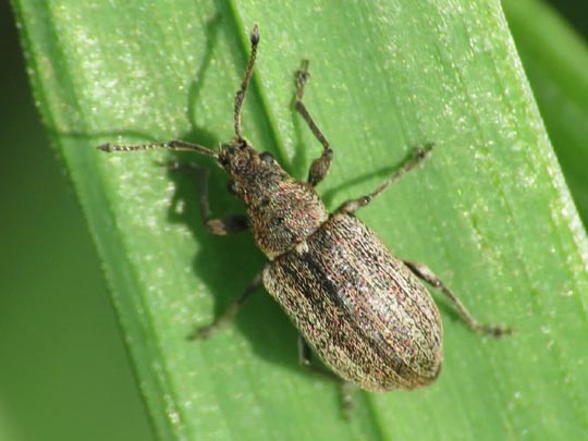 Phyllobius pyri