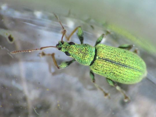 Phyllobius argentatus