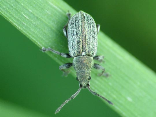 Phyllobius pyri