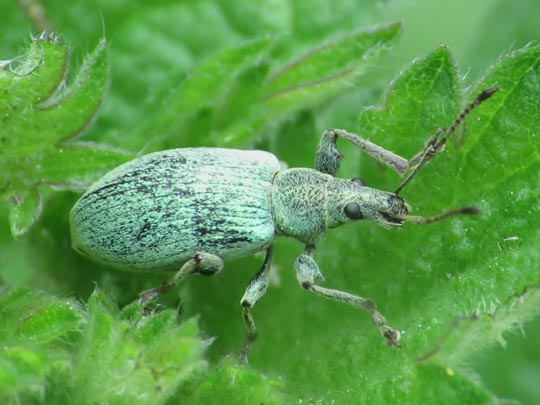 Phyllobius pomaceus