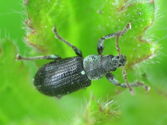 Phyllobius viridicollis